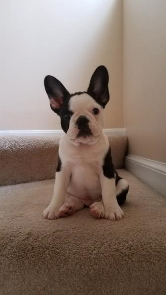 /Images/uploads/Humane Rescue Alliance/HRACalendarPhotoContest/entries/8429.jpg